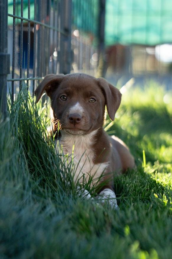 Enlarge Arete, a ADOPTABLE mixed breed in Bend, OR image 2/4