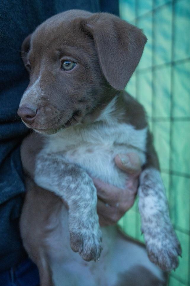 Arete, ADOPTABLE, Puppy Female Border Collie & Cattle Dog.