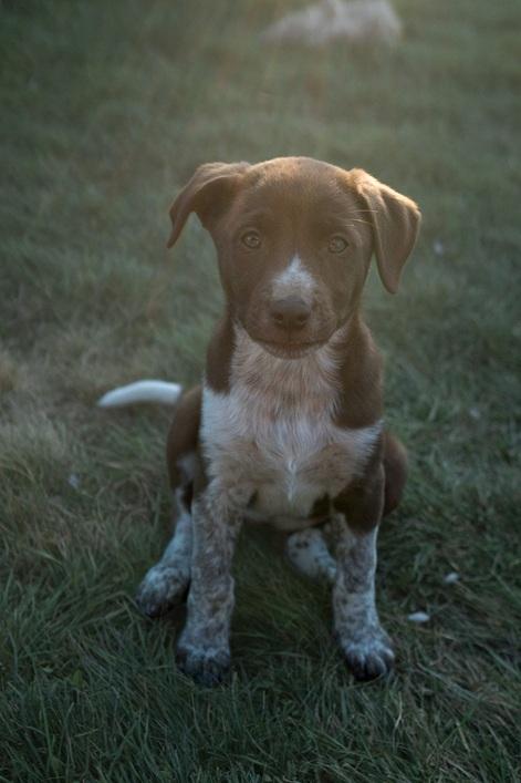 Enlarge Arete, a ADOPTABLE mixed breed in Bend, OR image 3/4