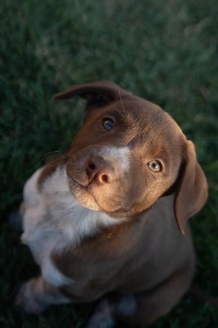 Enlarge Arete, a ADOPTABLE mixed breed in Bend, OR image 4/4