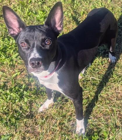 SUN FLOWER, Adoptable, Young Female Toy Fox Terrier.