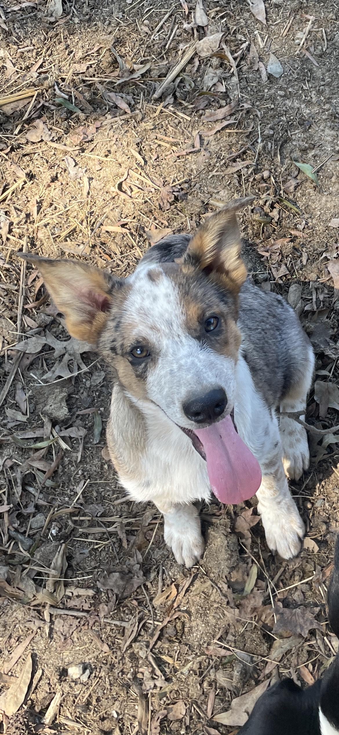 Enlarge Freya, a Adopted mixed breed in Ellenboro, NC image 1/4