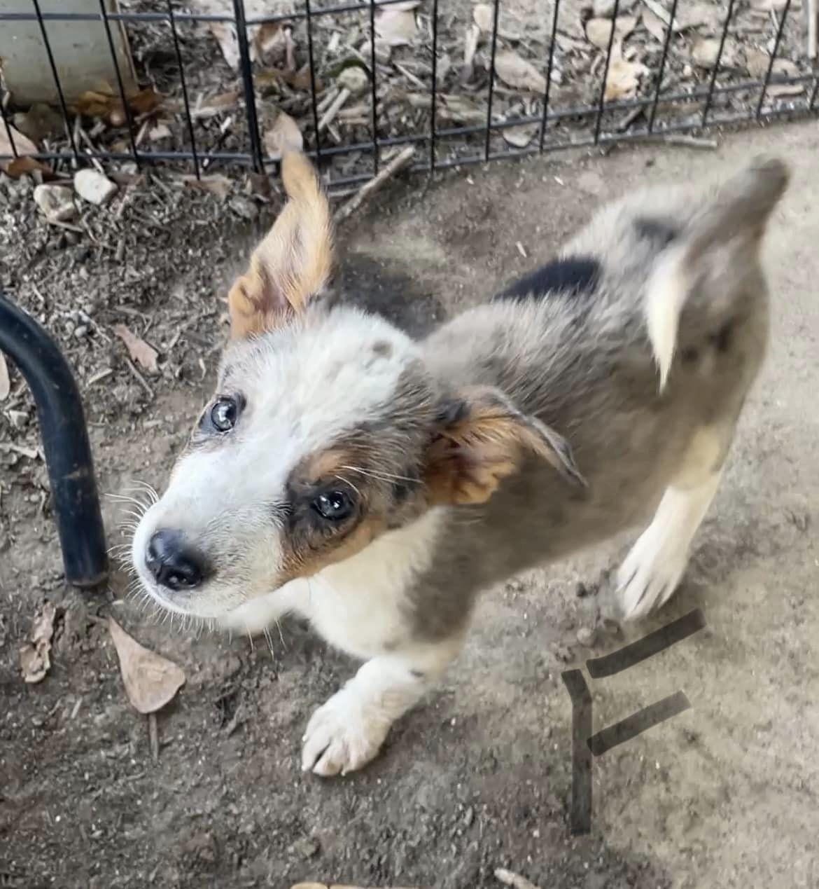 Enlarge Freya, a Adopted mixed breed in Ellenboro, NC image 3/4
