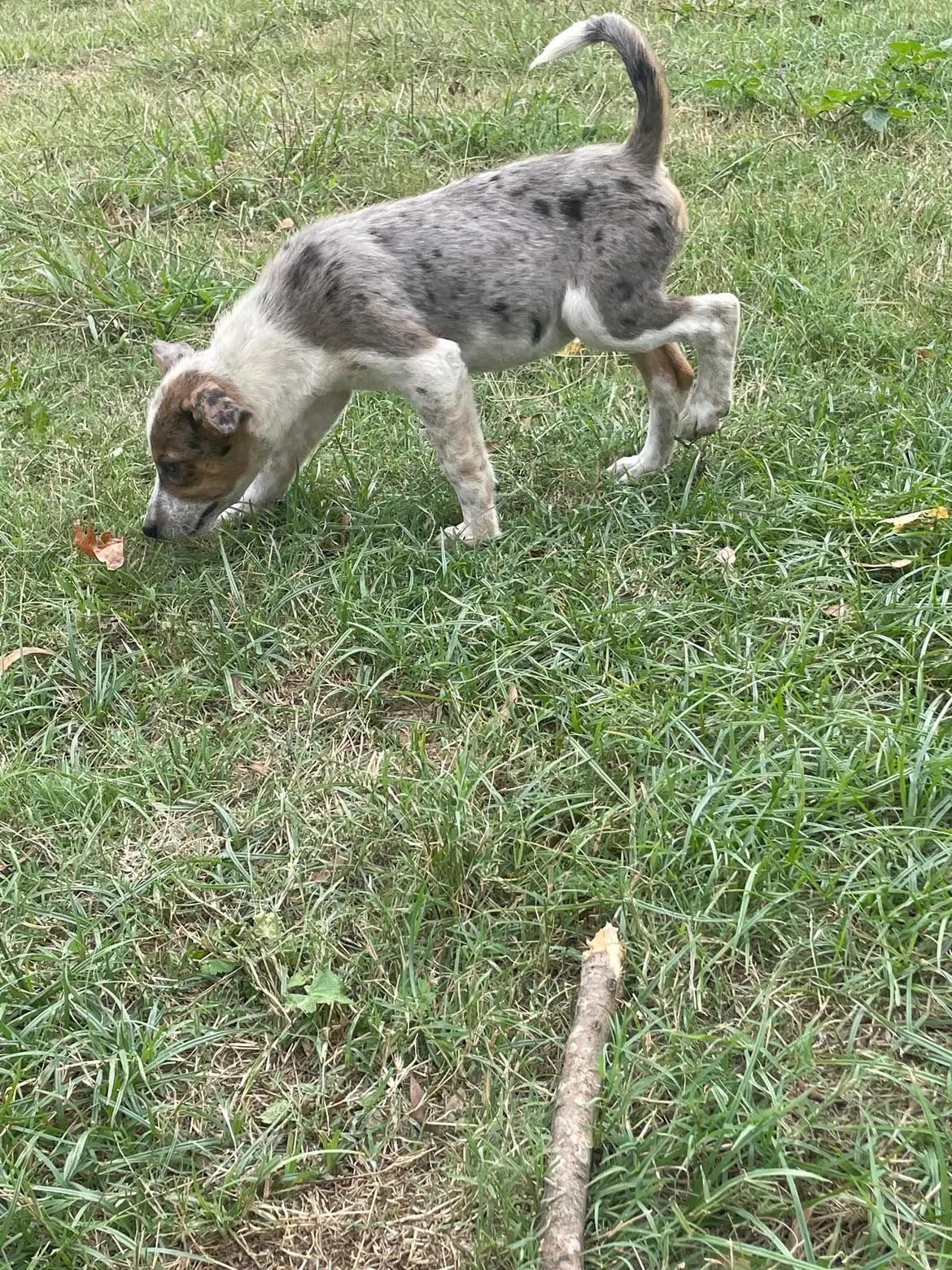 Enlarge Freya, a Adopted mixed breed in Ellenboro, NC image 4/4