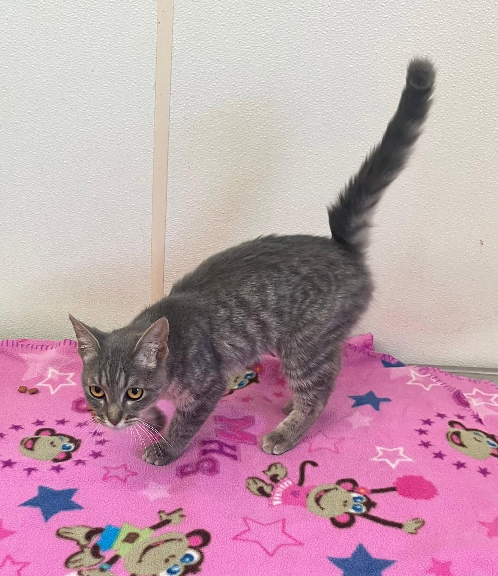 Enlarge Sterling - Gray older kitten- #23, a Adopted Domestic Short Hair in Mitchell, SD image 1/1