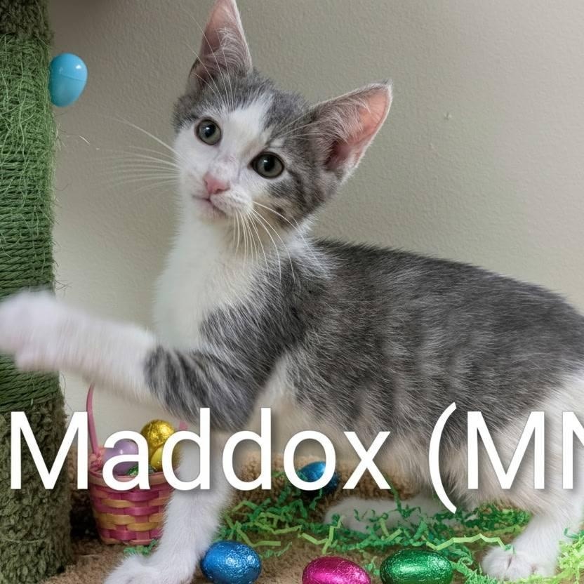 Enlarge Maddox, an adoption pending Domestic Short Hair in Peru, IL image 1/1