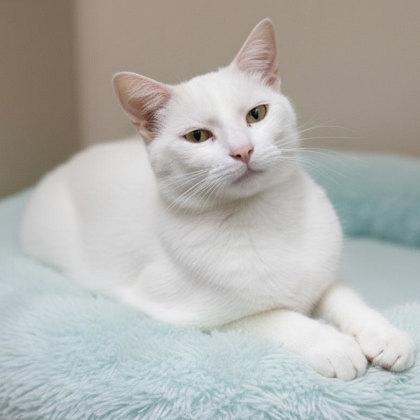 Enlarge Tom (FIV+), a Adoptable mixed breed in Bedford, IN image 1/1