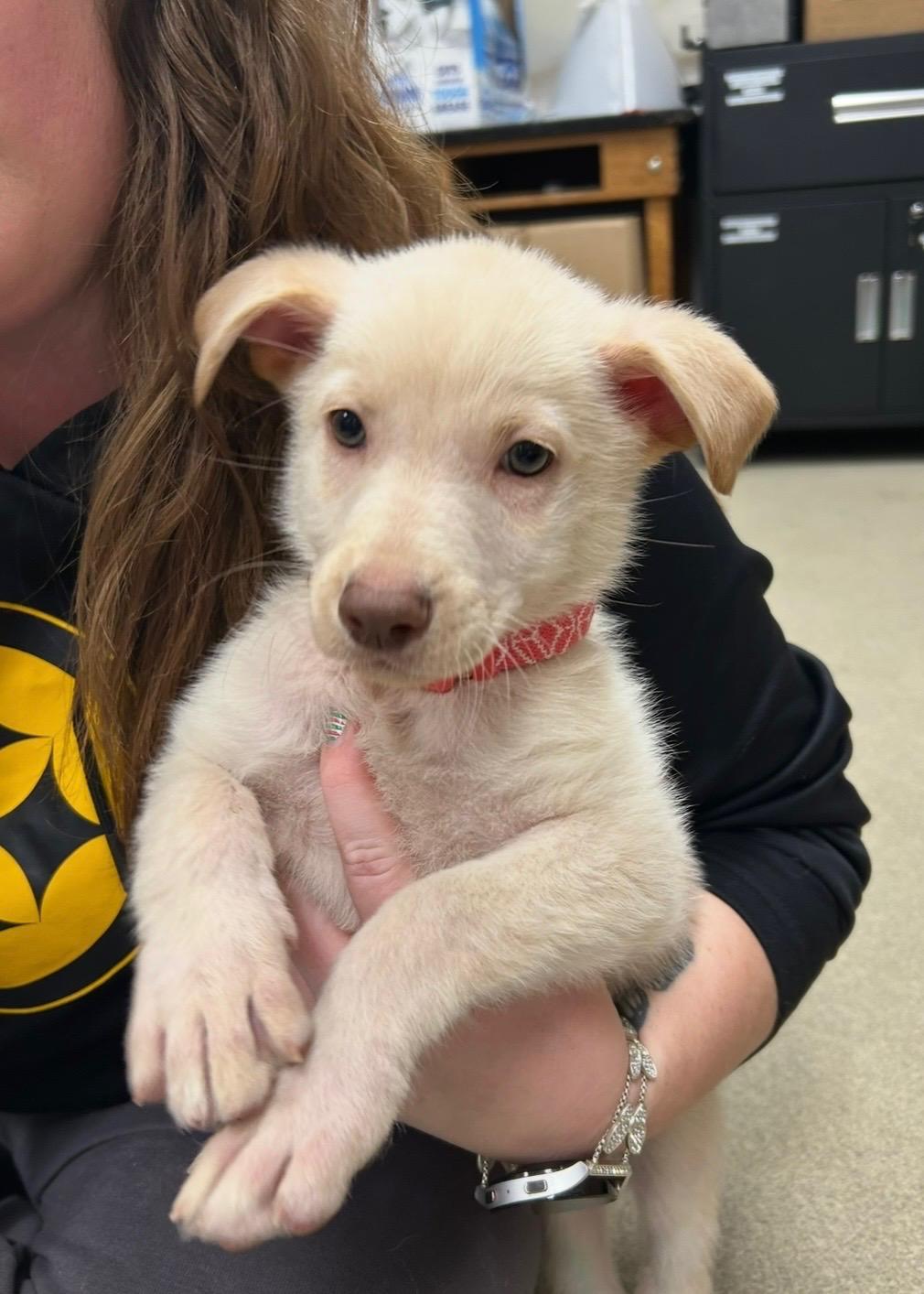 STORM ~ Puppy from the news (Video), a Adoptable mixed breed in Ashland, OH image 2/6
