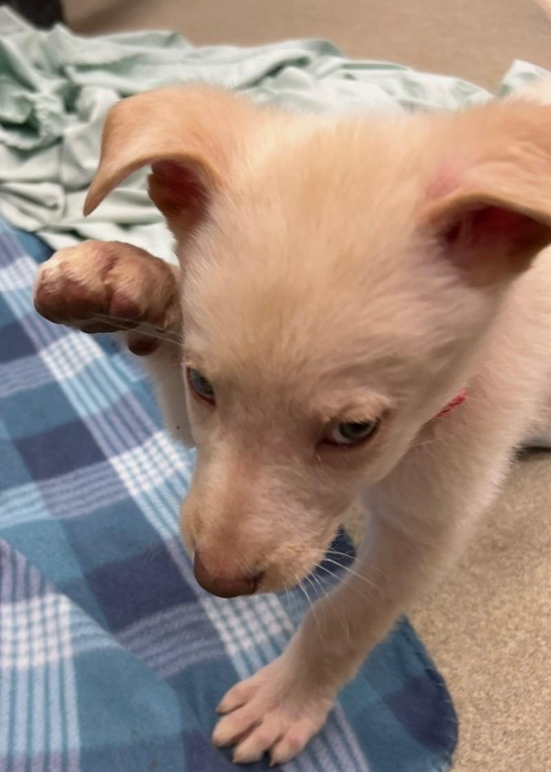 STORM ~ Puppy from the news (Video), a Adoptable mixed breed in Ashland, OH image 4/6
