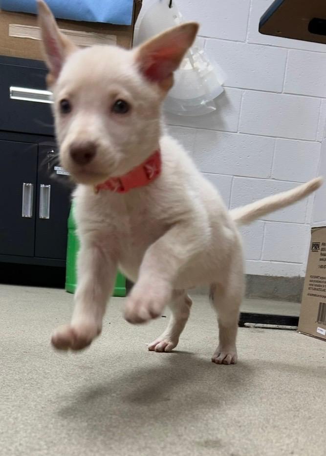 STORM ~ Puppy from the news (Video), a Adoptable mixed breed in Ashland, OH image 1/6