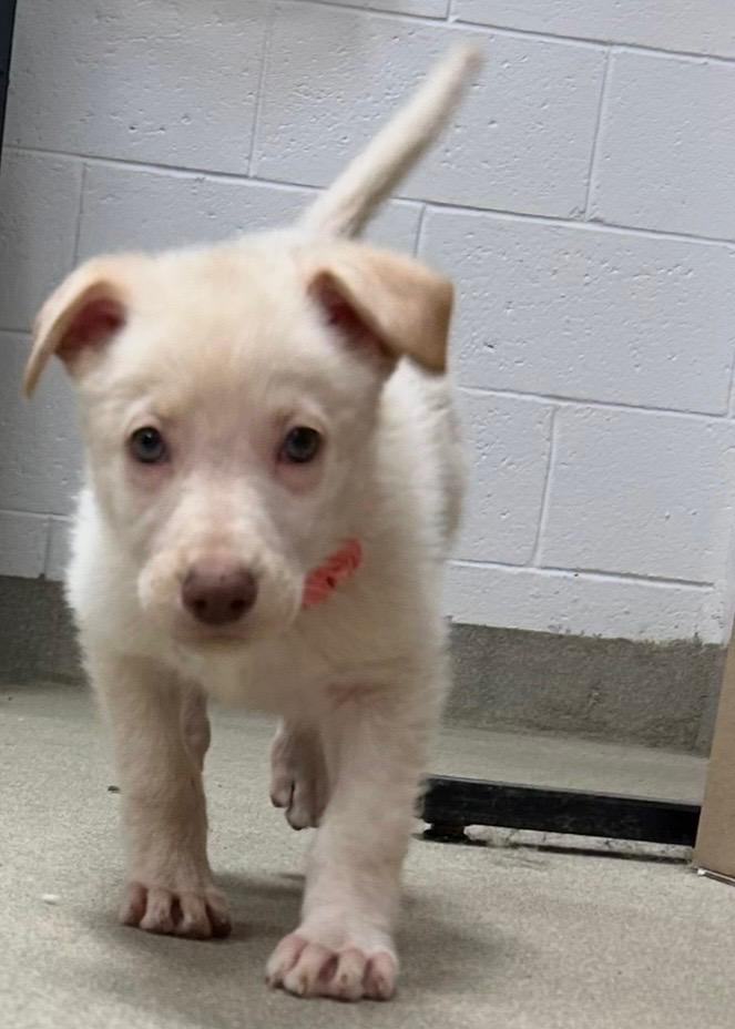 STORM ~ Puppy from the news (Video), a Adoptable mixed breed in Ashland, OH image 5/6