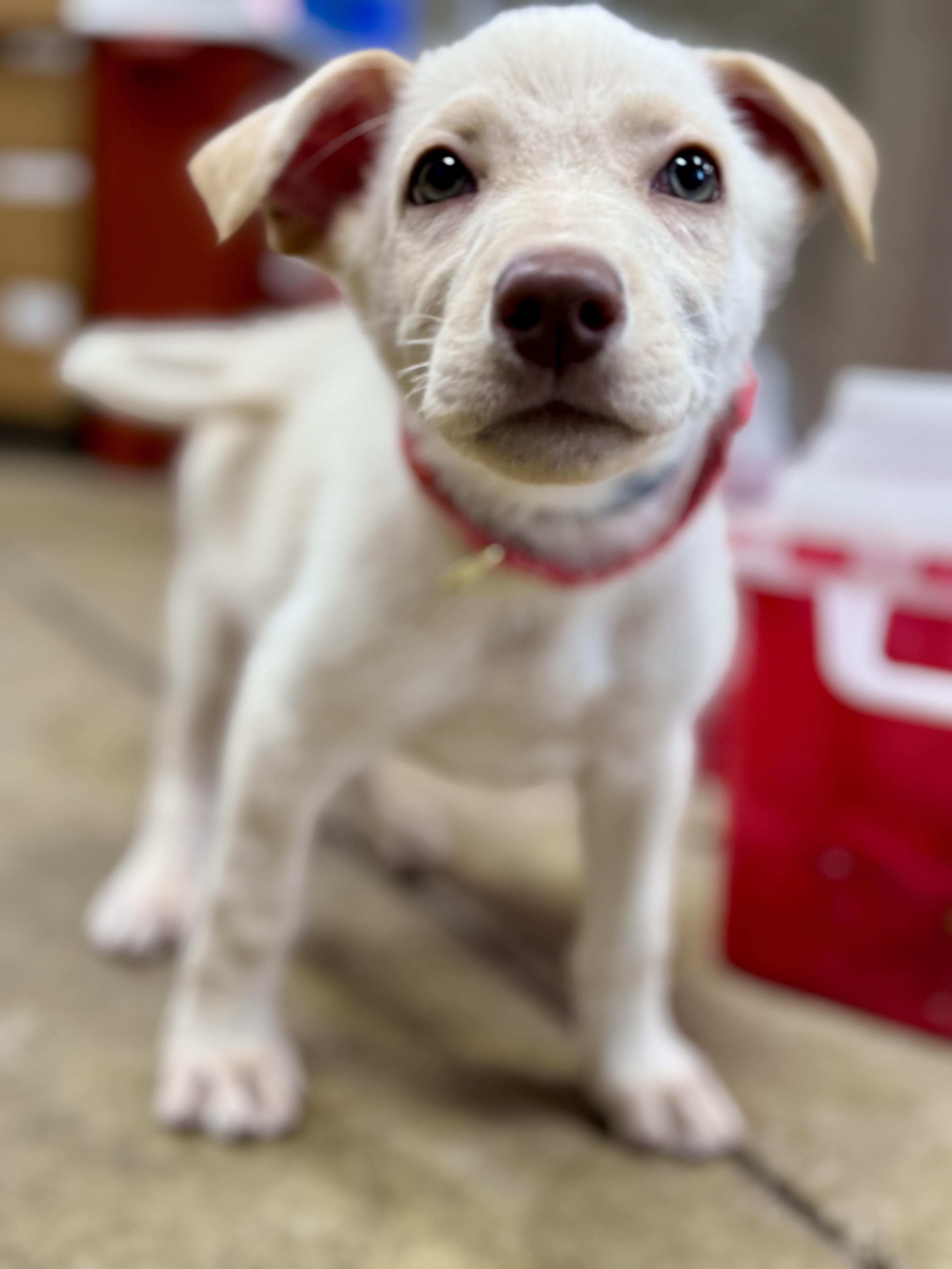 Enlarge STORM ~ PUPPY ~ UPDATE ~ NEW VIDEO, a Adoptable mixed breed in Ashland, OH image 1/6