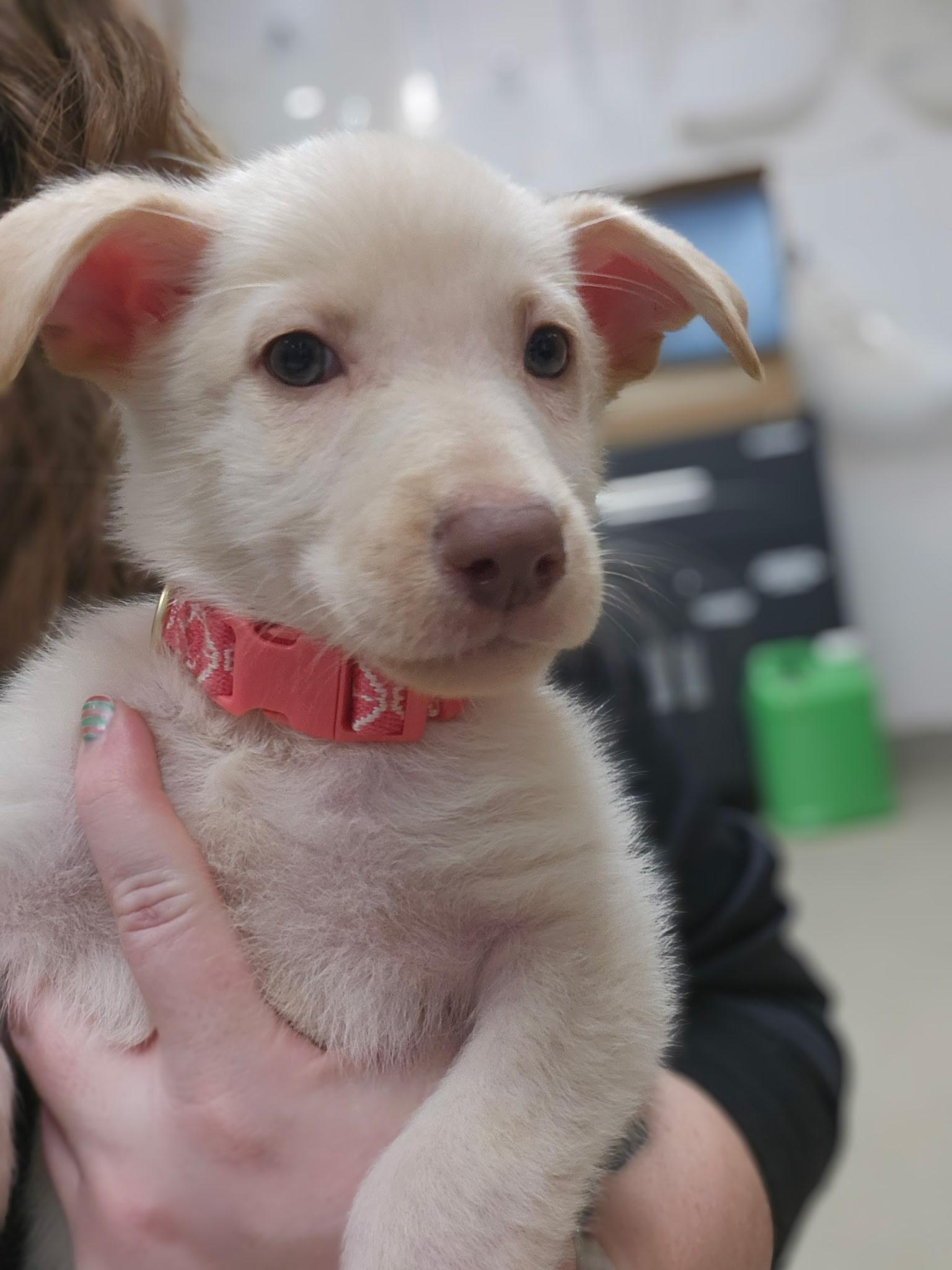 STORM ~ Puppy from the news (Video), a Adoptable mixed breed in Ashland, OH image 3/6
