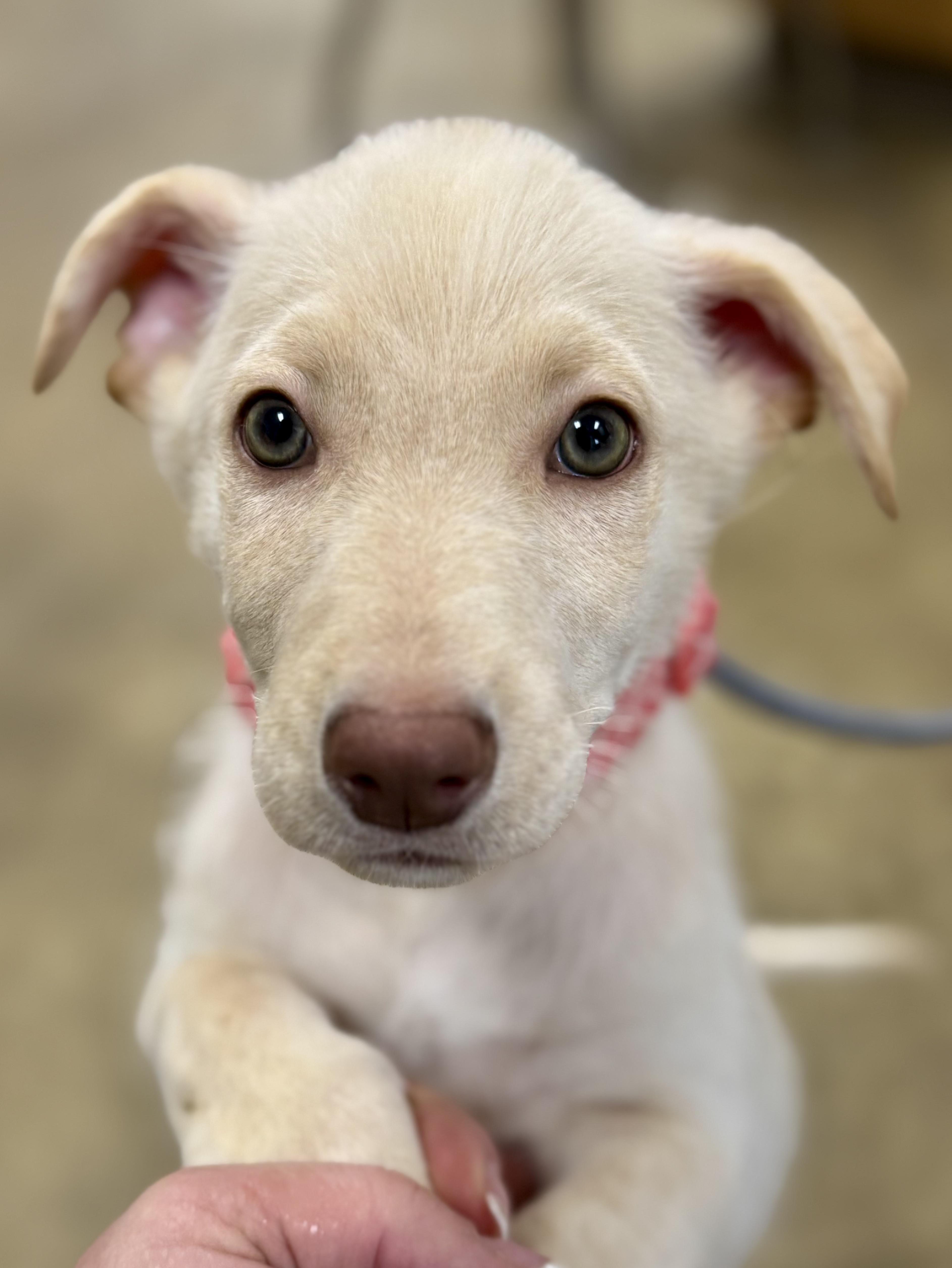 Enlarge STORM ~ PUPPY ~ UPDATE ~ NEW VIDEO, a Adoptable mixed breed in Ashland, OH image 5/6