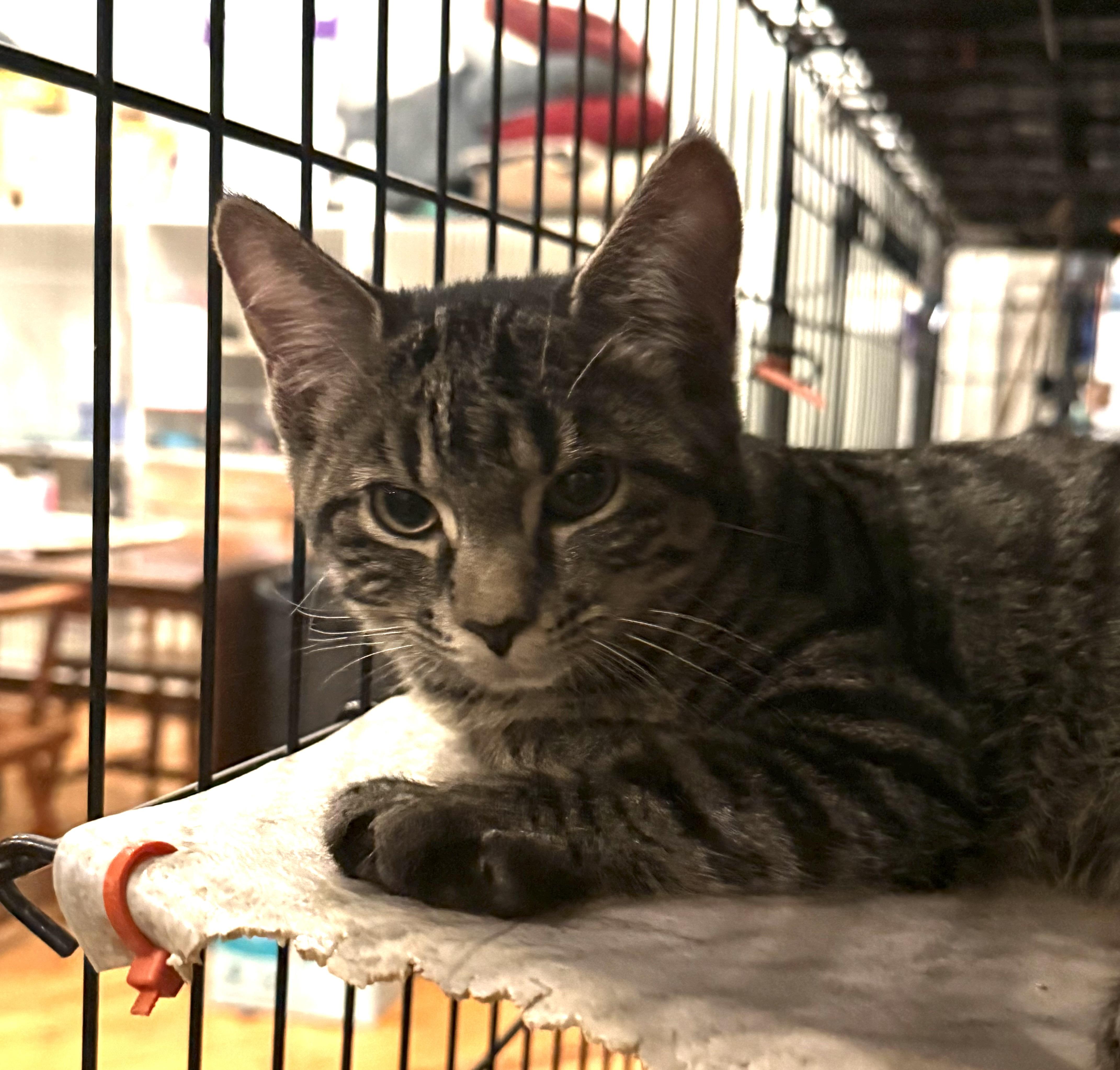 GRUMPY, ADOPTABLE, Kitten Female Tabby.