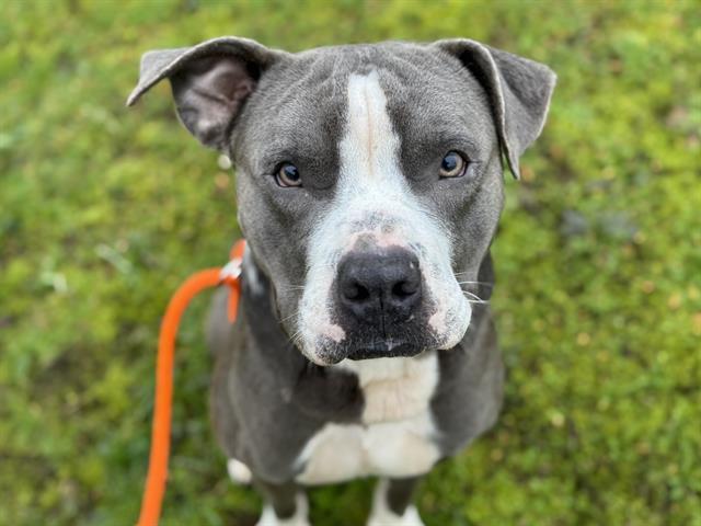 Enlarge ARLO, a Adoptable mixed breed in Tacoma, WA image 1/1