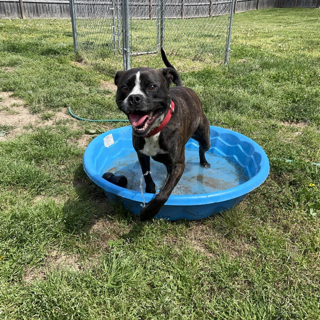 Gage, a Adoptable mixed breed in Richmond, IN image 1/6
