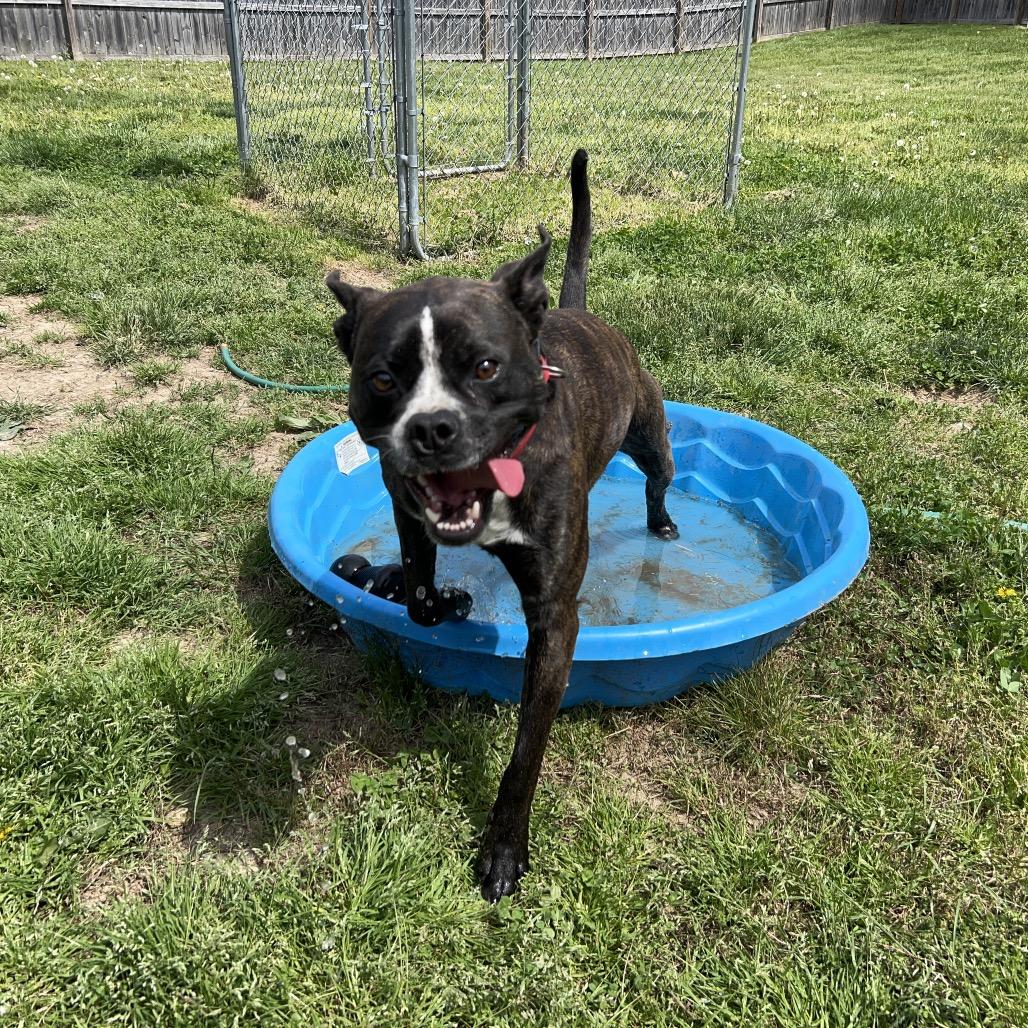 Gage, a Adoptable mixed breed in Richmond, IN image 2/6