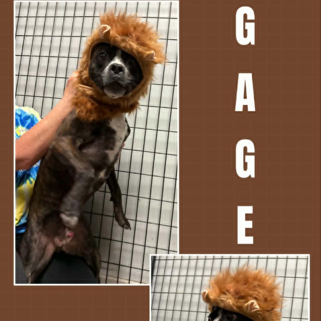Gage, a Adoptable mixed breed in Richmond, IN image 3/6