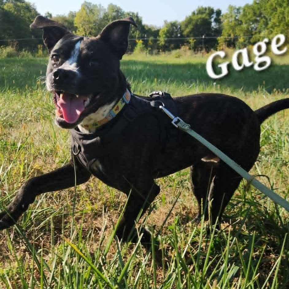 Enlarge Gage, a Adoptable mixed breed in Richmond, IN image 1/2