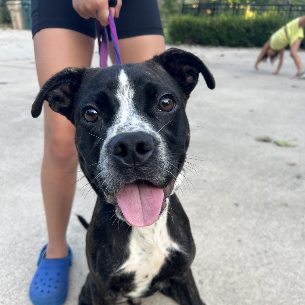 Gage, Adoptable, Adult Male Pit Bull Terrier.