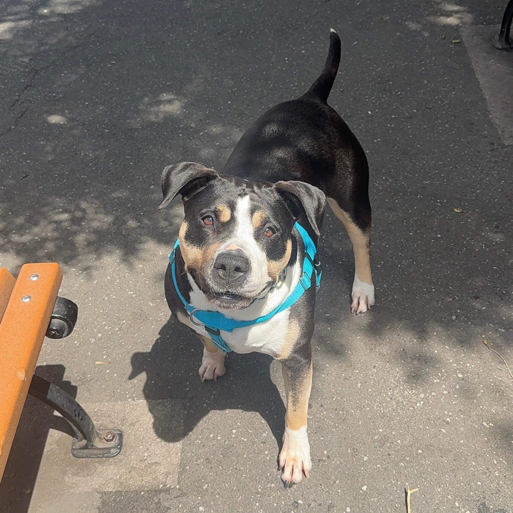 Enlarge Sheera, a Adoptable Mixed Breed in Ridgewood, NY image 2/6