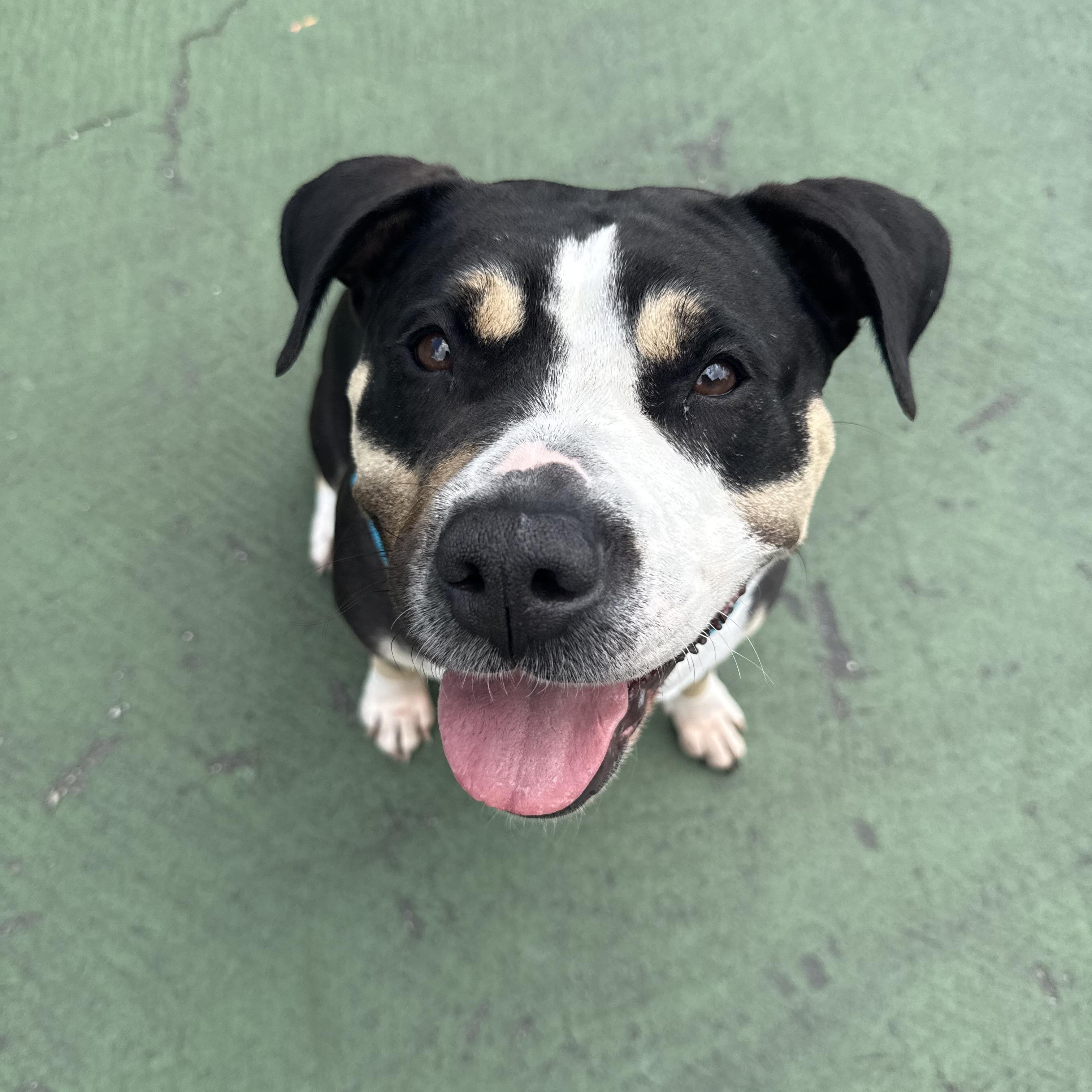 Enlarge Sheera, a Adoptable Mixed Breed in Ridgewood, NY image 6/6
