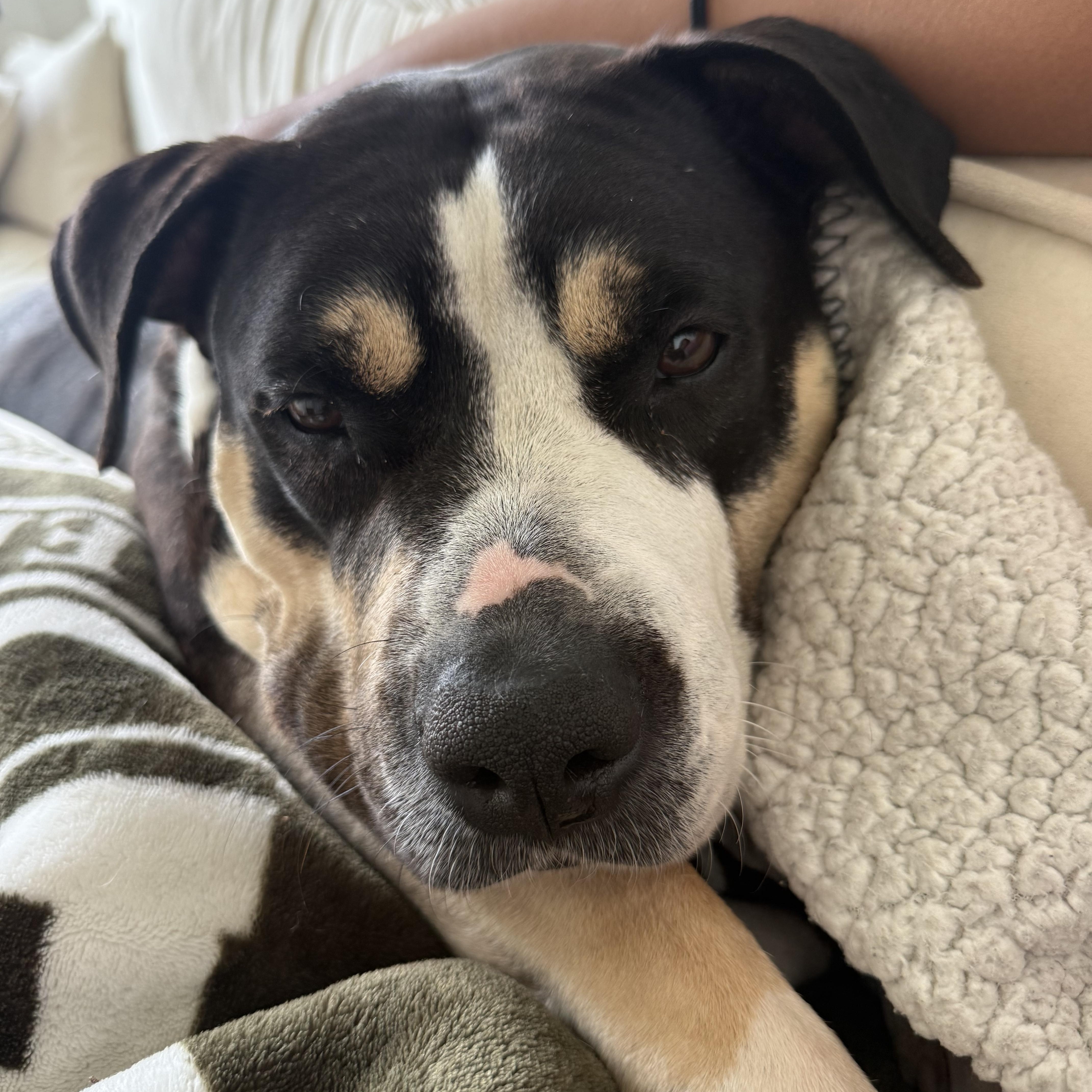 Enlarge Sheera, a Adoptable Mixed Breed in Ridgewood, NY image 1/6