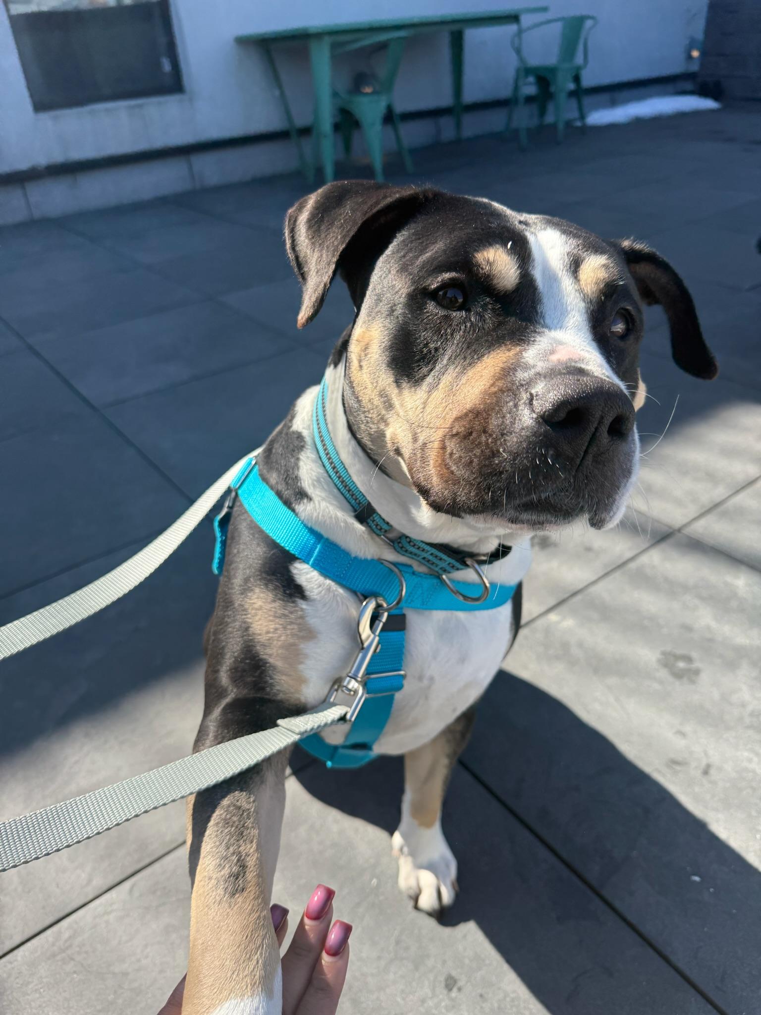 Enlarge Sheera, a Adoptable Mixed Breed in Ridgewood, NY image 3/6