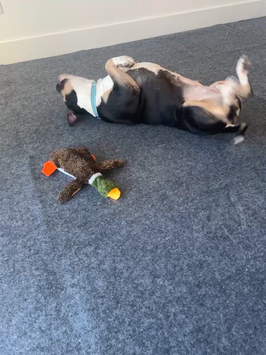 Enlarge Sheera, a Adoptable Mixed Breed in Ridgewood, NY video 4/6