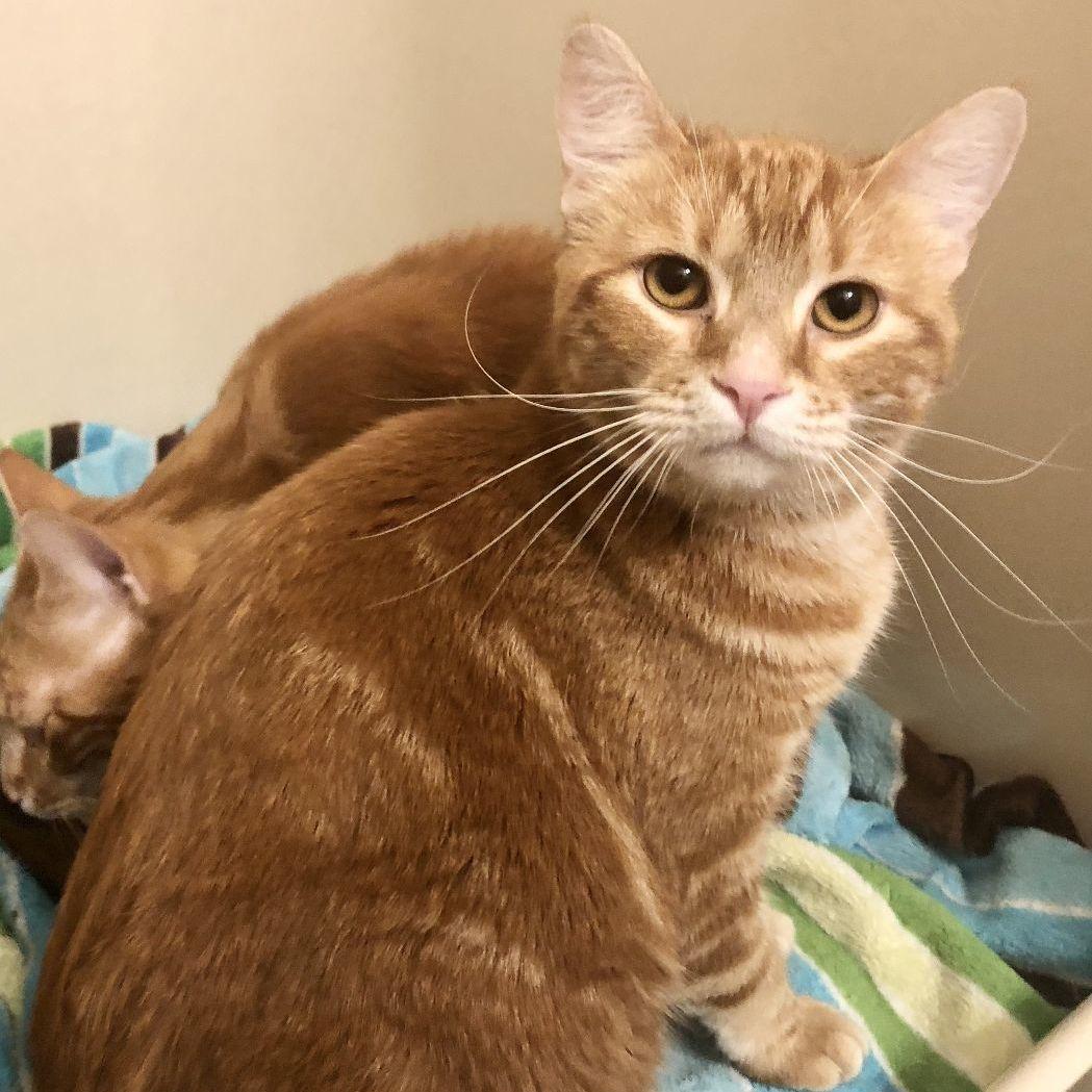 Enlarge Dandelion, a Adoptable Domestic Short Hair in Dover, DE image 1/5