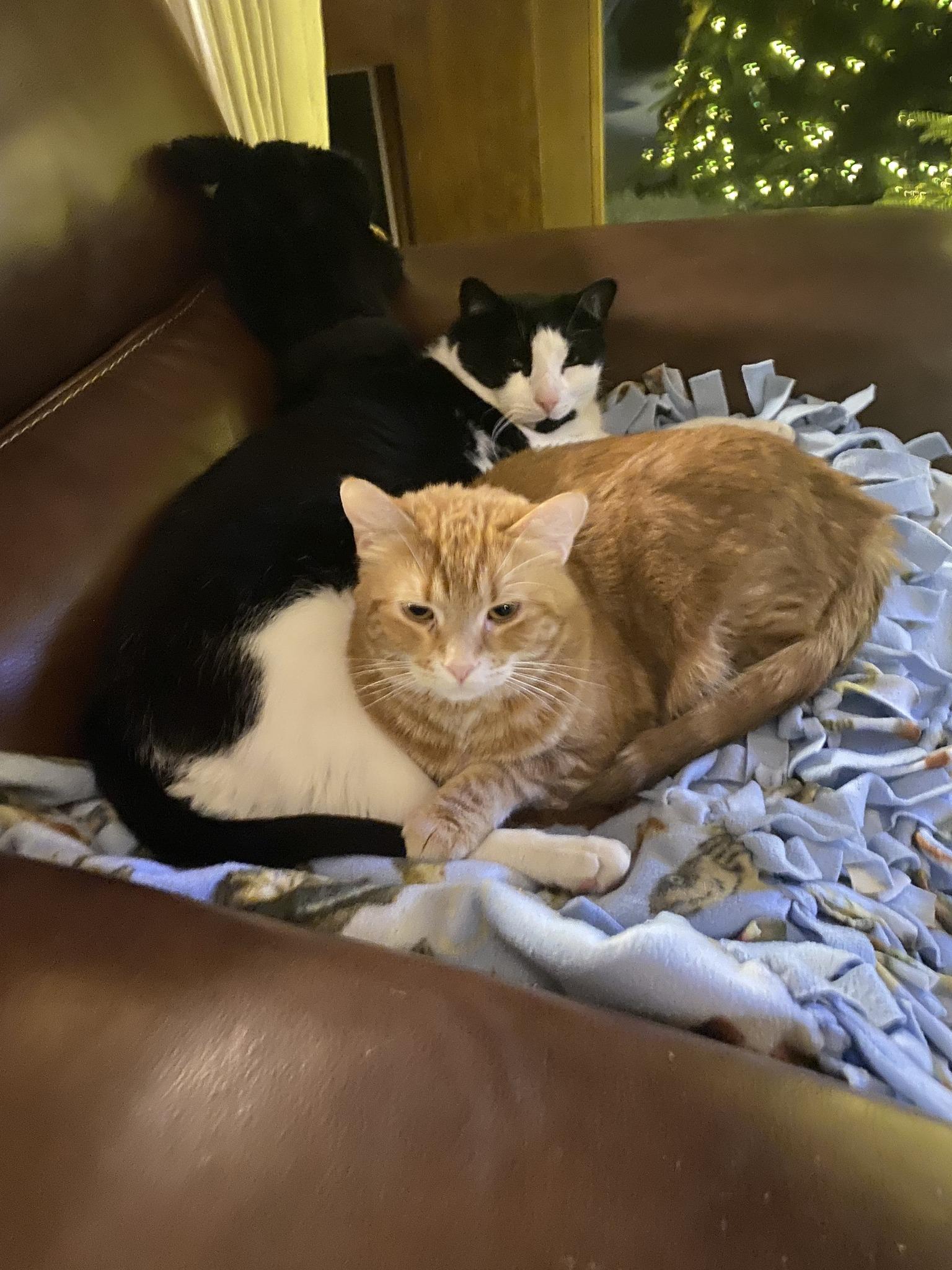 Enlarge Dandelion, a Adoptable Domestic Short Hair in Dover, DE image 2/5