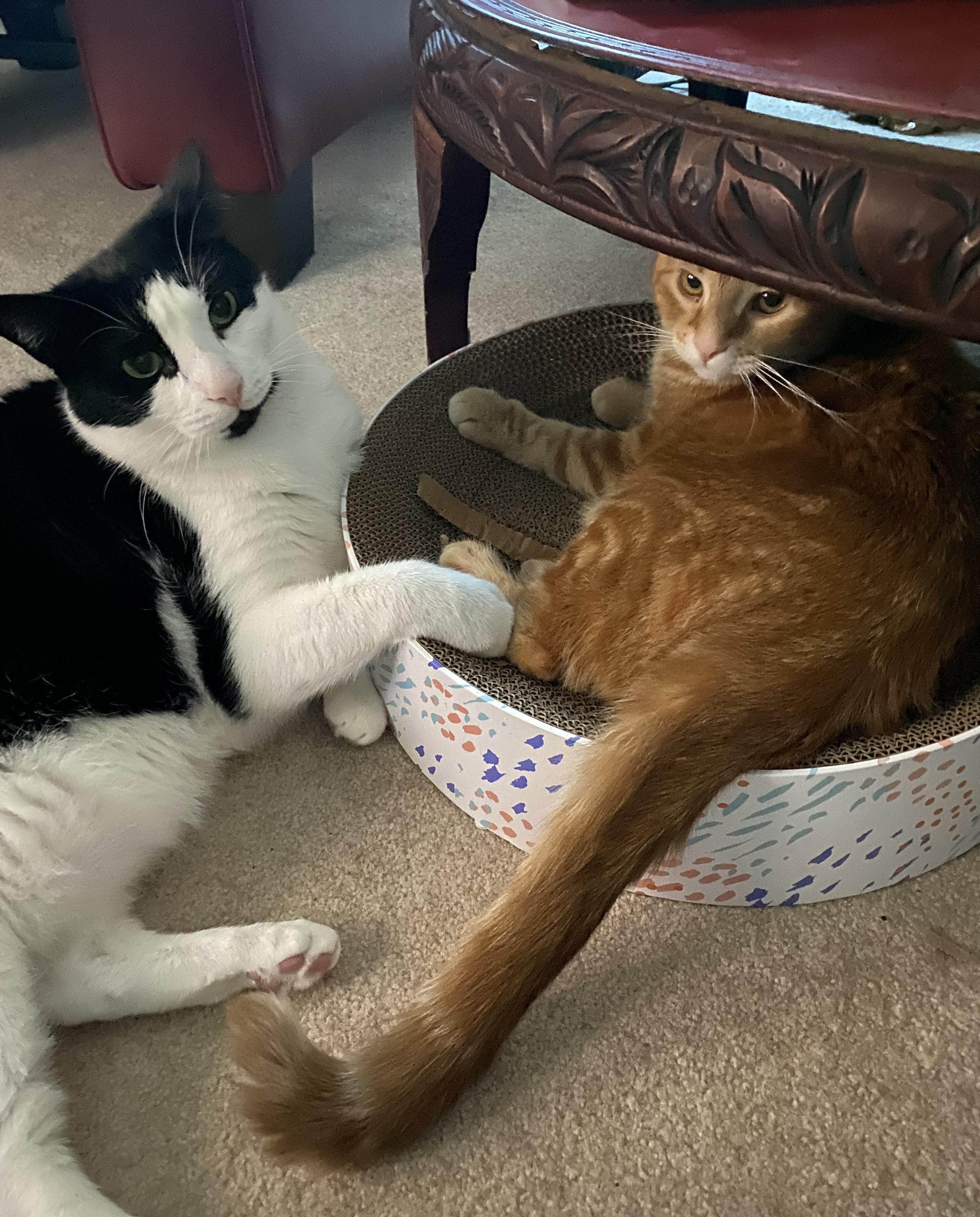 Enlarge Dandelion, a Adoptable Domestic Short Hair in Dover, DE image 3/5