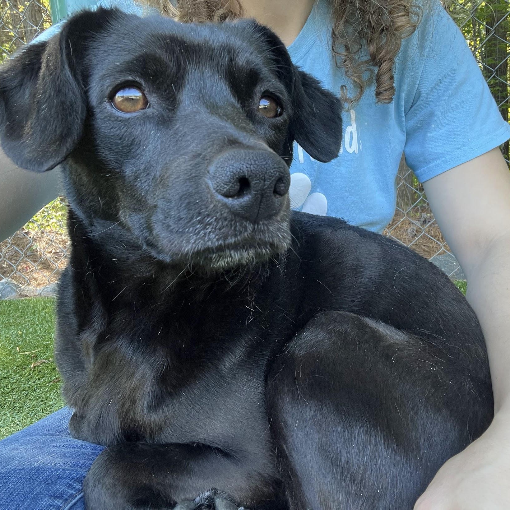 Clover, Adoptable, Young Female Black Labrador Retriever & Feist.