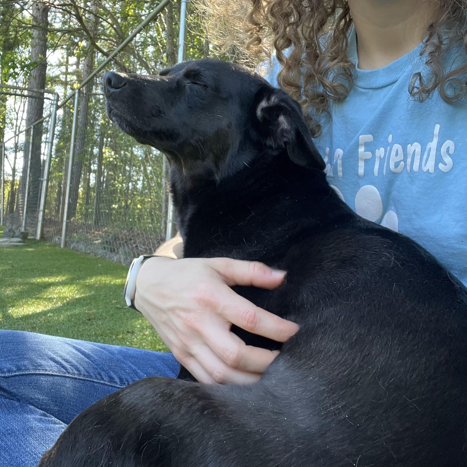 Enlarge Clover, a Adoptable mixed breed in Salisbury, NC image 6/6