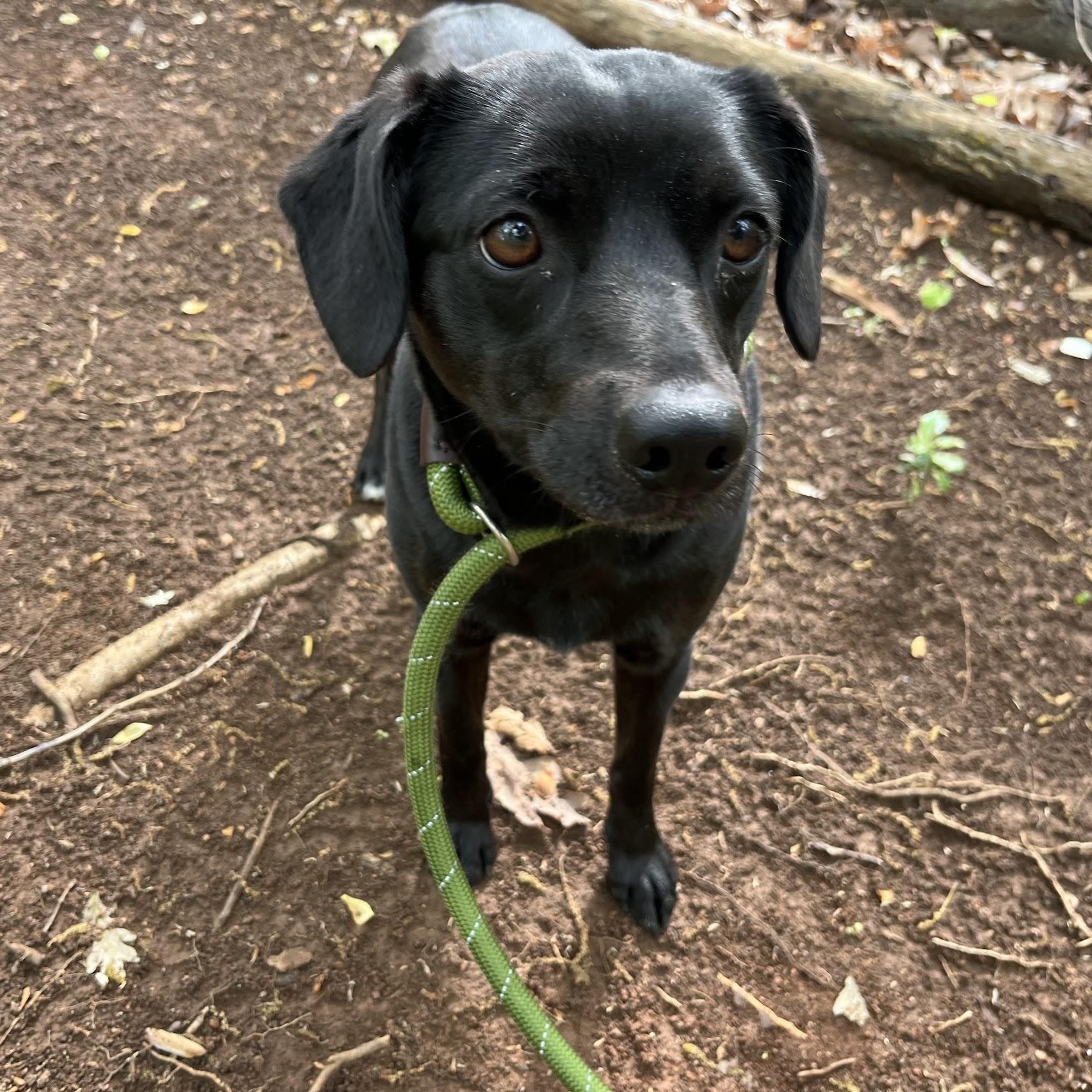 Enlarge Clover, a Adoptable mixed breed in Salisbury, NC image 3/6