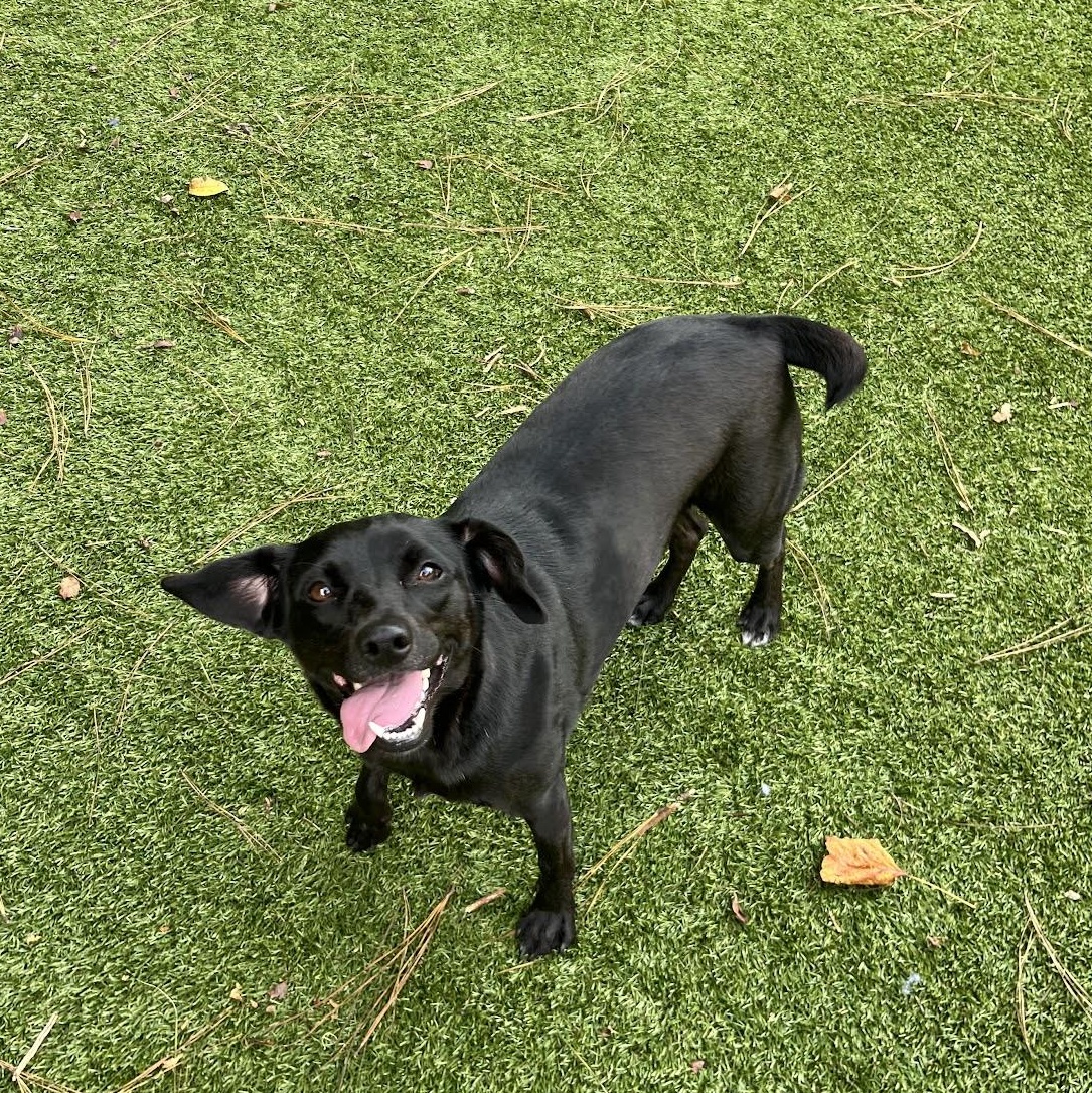Enlarge Clover, a Adoptable mixed breed in Salisbury, NC image 2/6