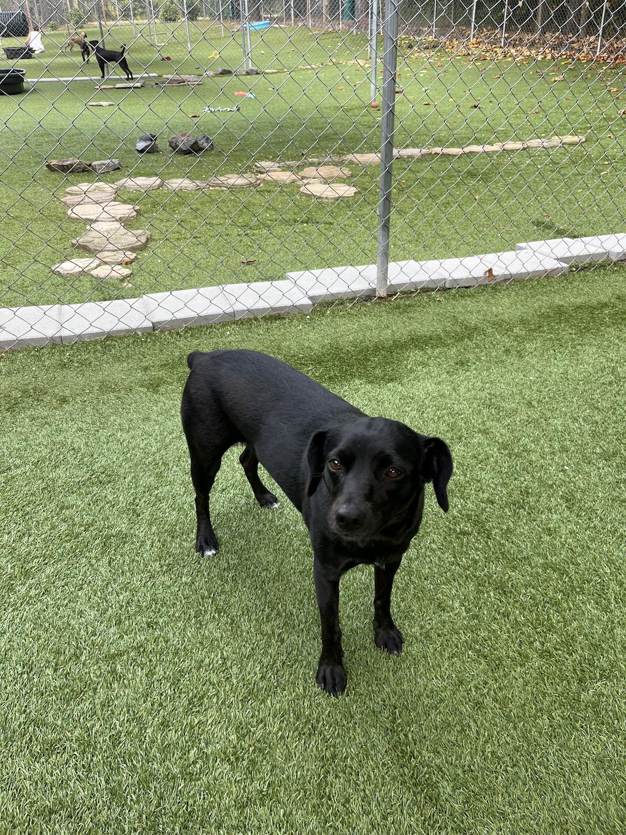 Enlarge Clover, a Adoptable mixed breed in Salisbury, NC image 5/6
