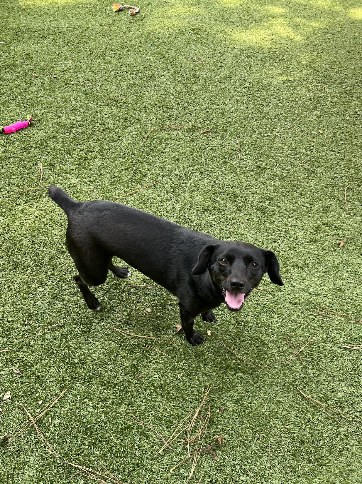 Enlarge Clover, a Adoptable mixed breed in Salisbury, NC image 4/6
