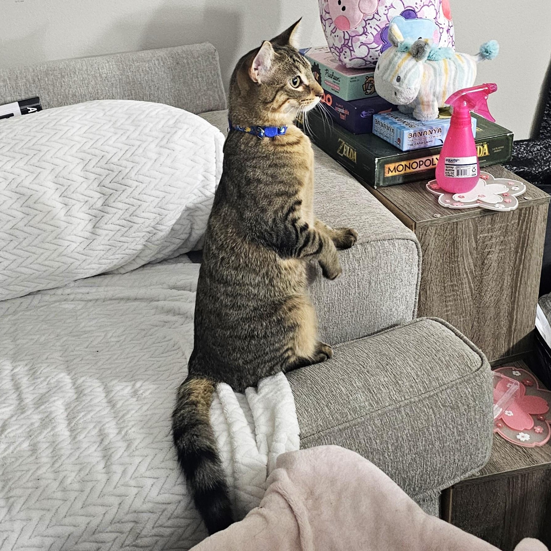 Enlarge Ari, a Adoptable mixed breed in Lombard, IL image 4/6