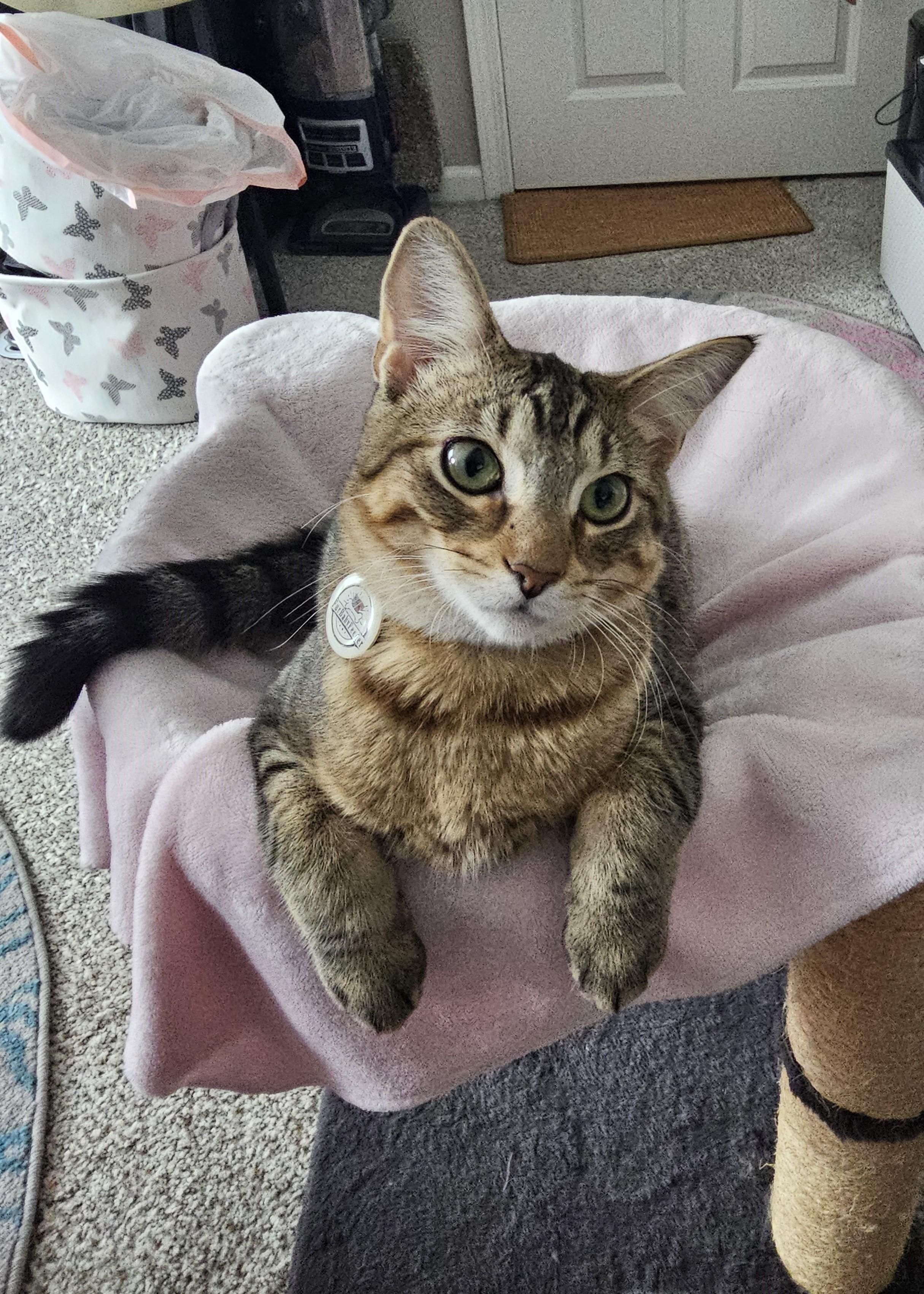 Enlarge Ari, a Adoptable mixed breed in Lombard, IL image 1/6