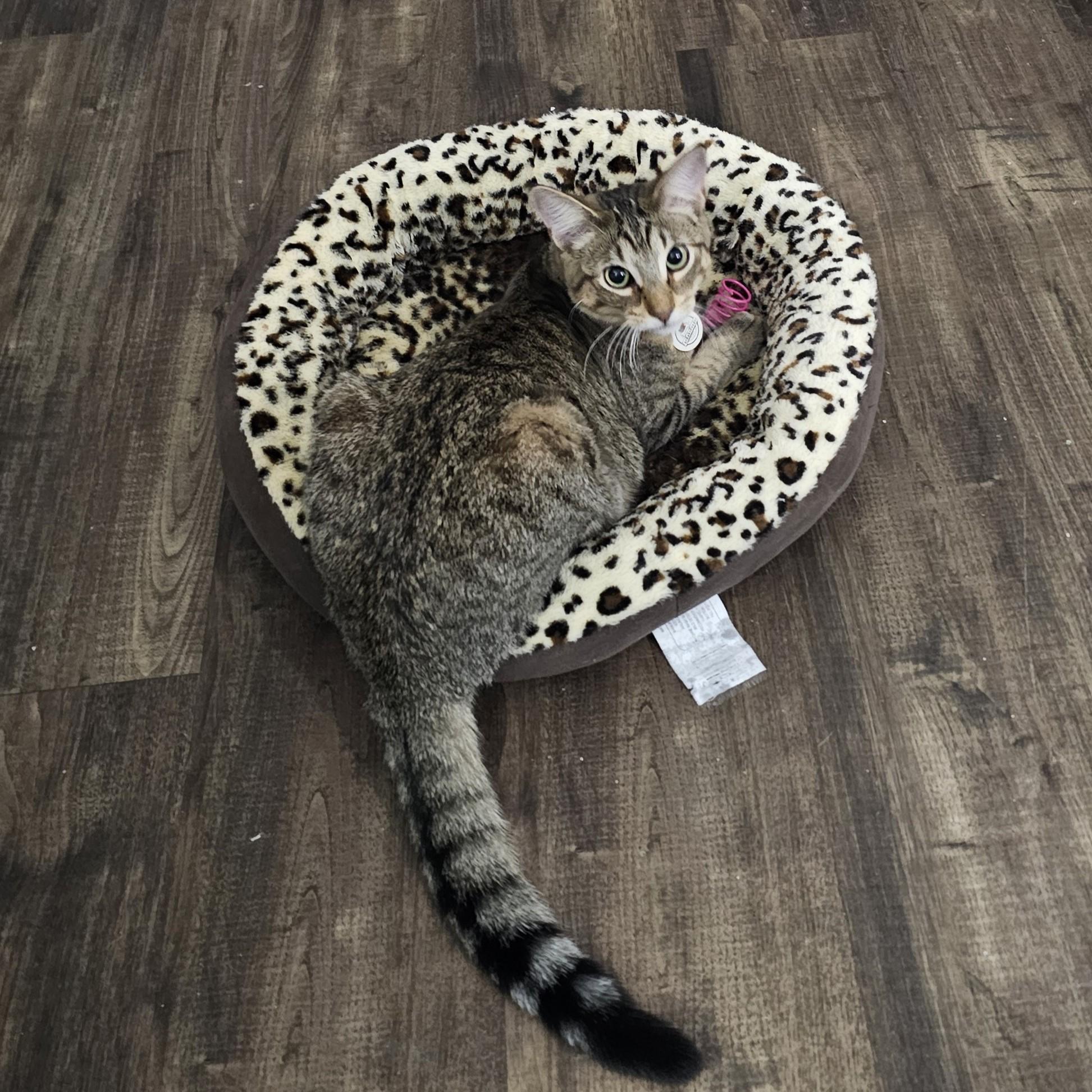 Enlarge Ari, a Adoptable mixed breed in Lombard, IL image 3/6