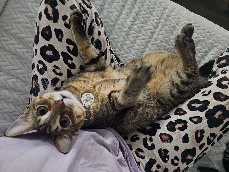 Enlarge Ari, a Adoptable mixed breed in Lombard, IL image 2/6