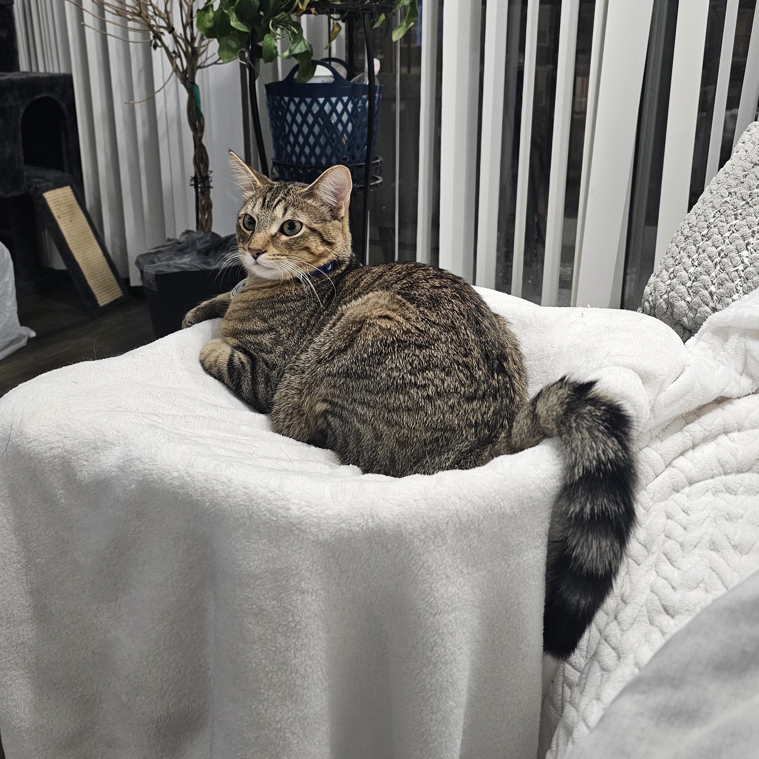 Enlarge Ari, a Adoptable mixed breed in Lombard, IL image 5/6