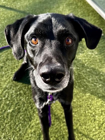 Tyson, Adoptable, Senior Male Mixed Breed & Mixed Breed.