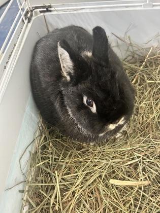 Ivory, Adoptable, Adult Female Netherland Dwarf.