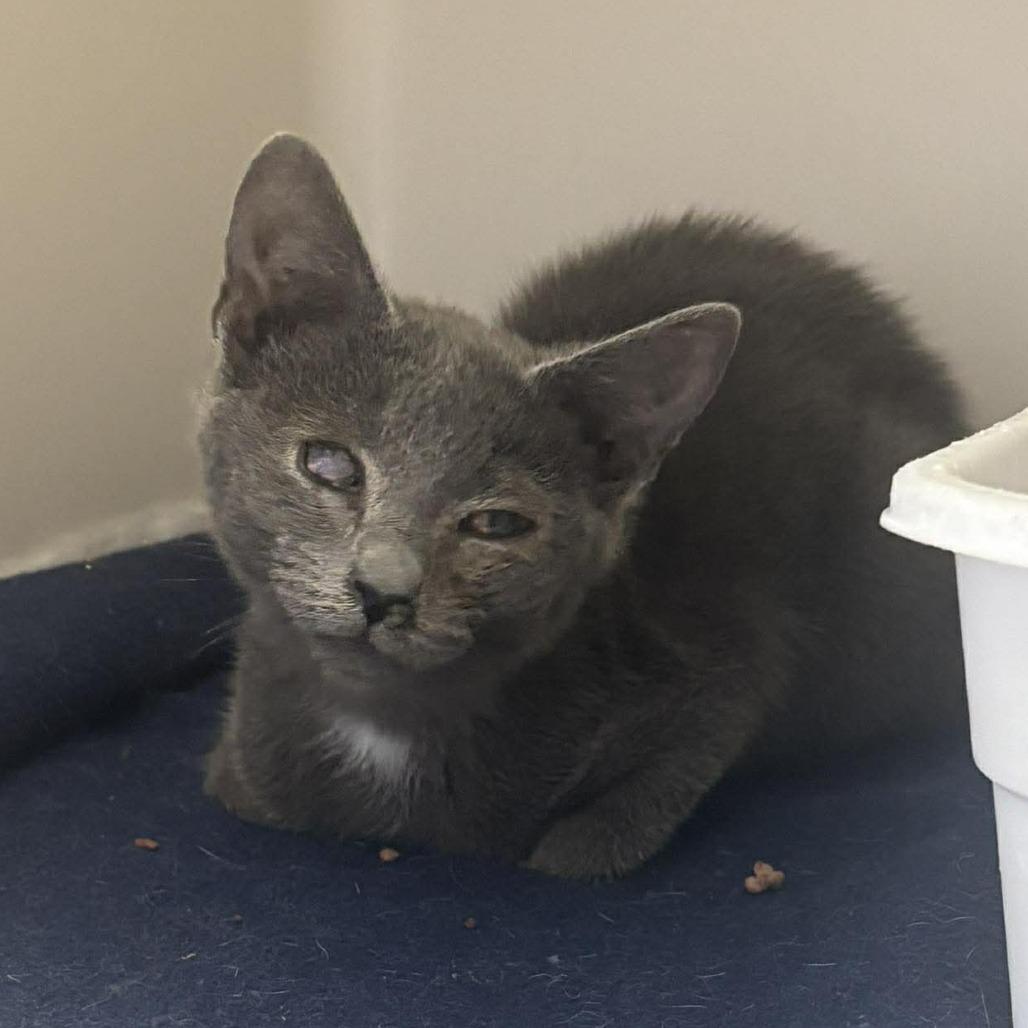 Eleanora, Adoptable, Kitten Female Domestic Short Hair.