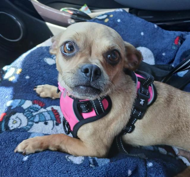 Enlarge MEG, a Adoptable mixed breed in Martinez, CA image 1/1