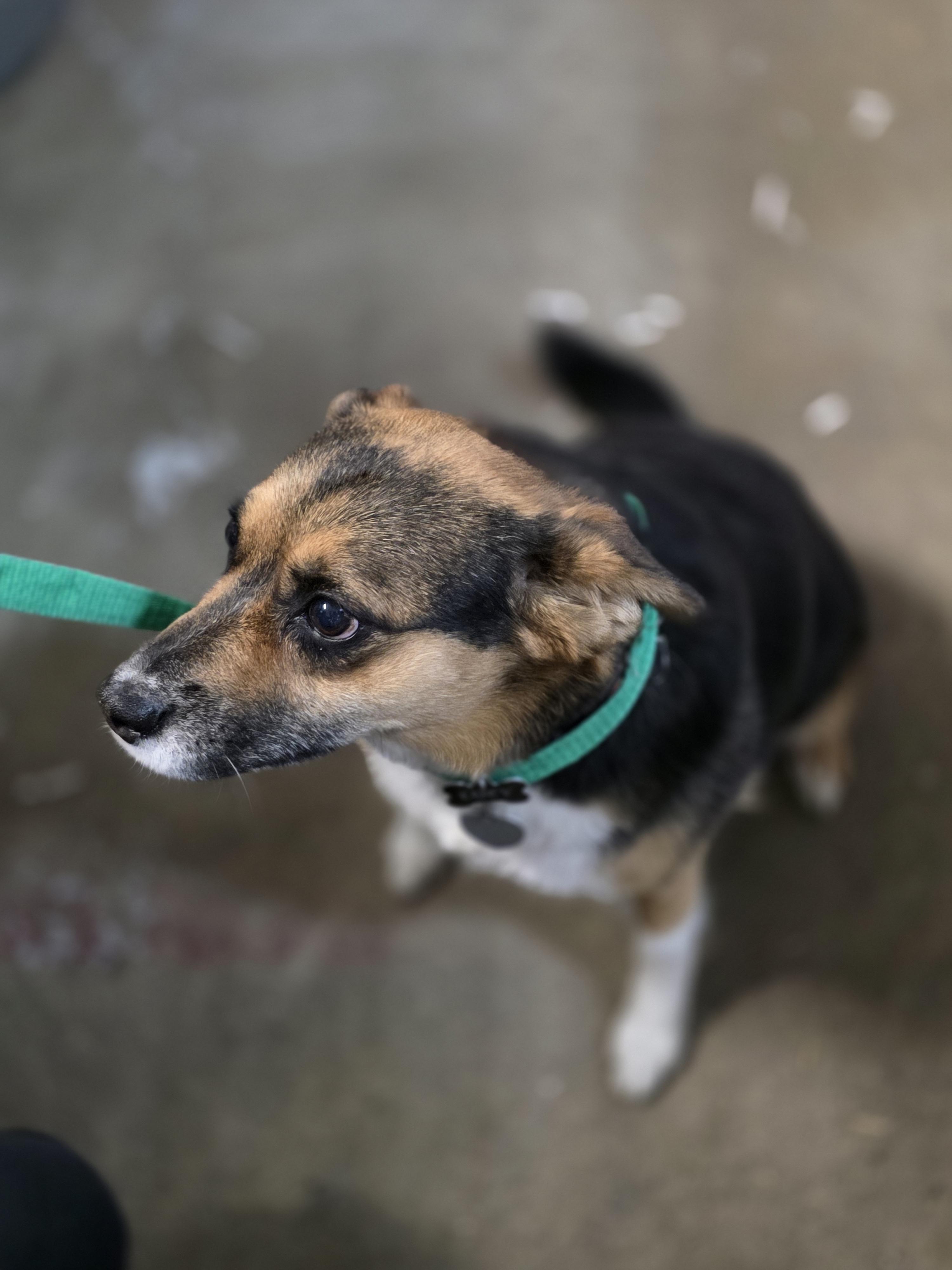 Lucy, an adoptable Beagle in Billings, MT, 59101 | Photo Image 2