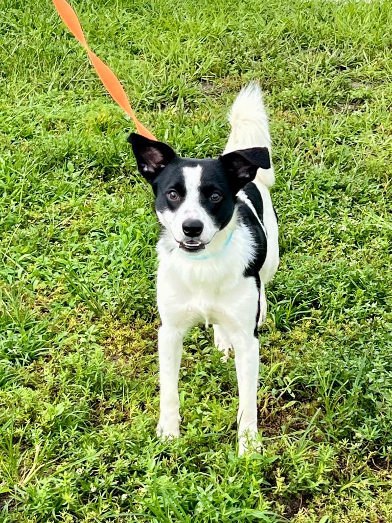 Ranger, Adoptable, Young Male Cattle Dog & Mixed Breed.
